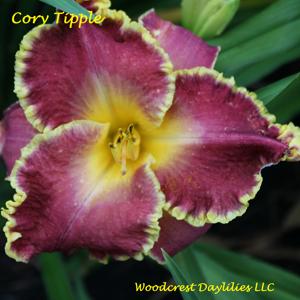 Cory Tipple*