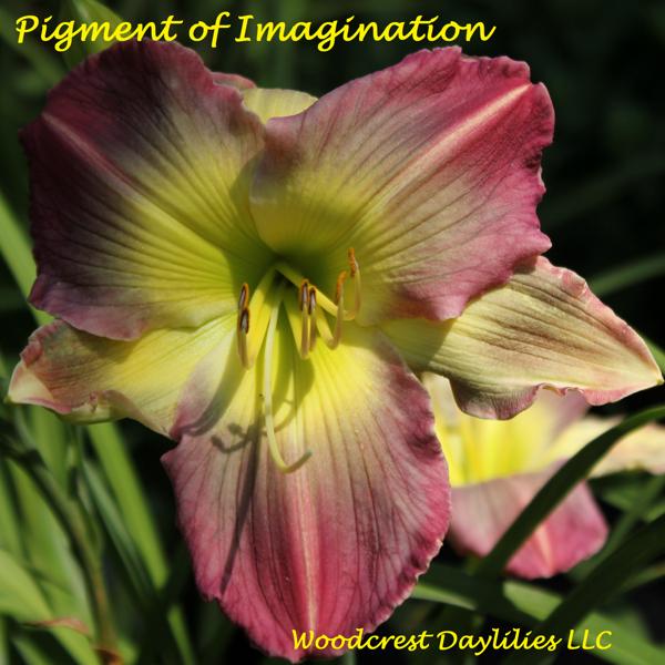 Pigment of Imagination