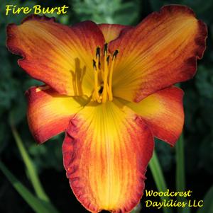 Fire Burst*