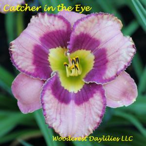 Catcher in the Eye*