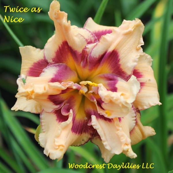 Twice As Nice (1) 7-13-07