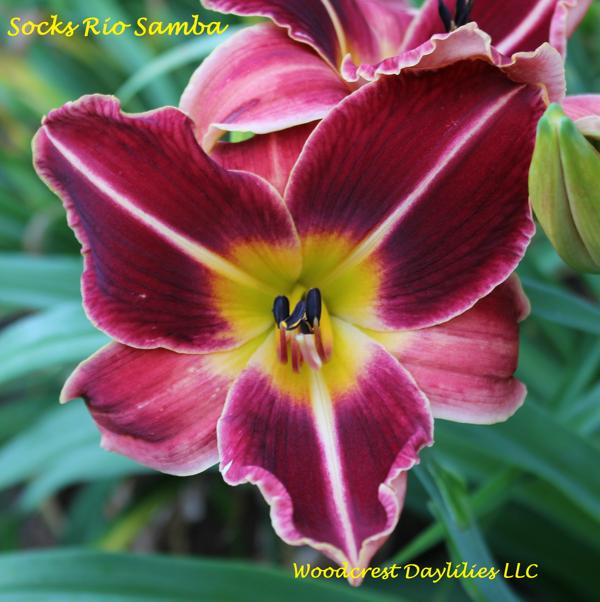 Socks Rio Samba