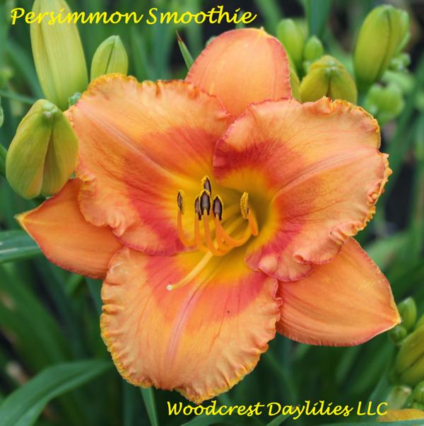 Persimmon_Smoothie