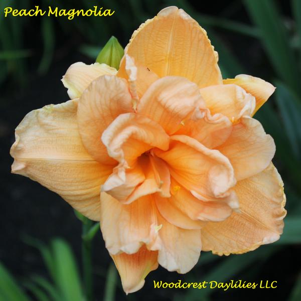 Peach Magnolia