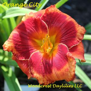 Orange City*
