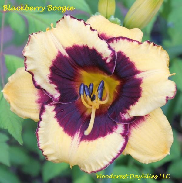Blackberry Boogie