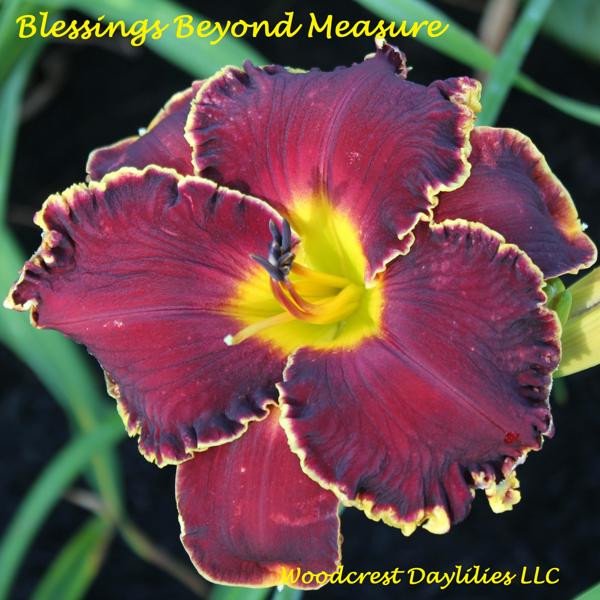 Blessings Beyond Measure