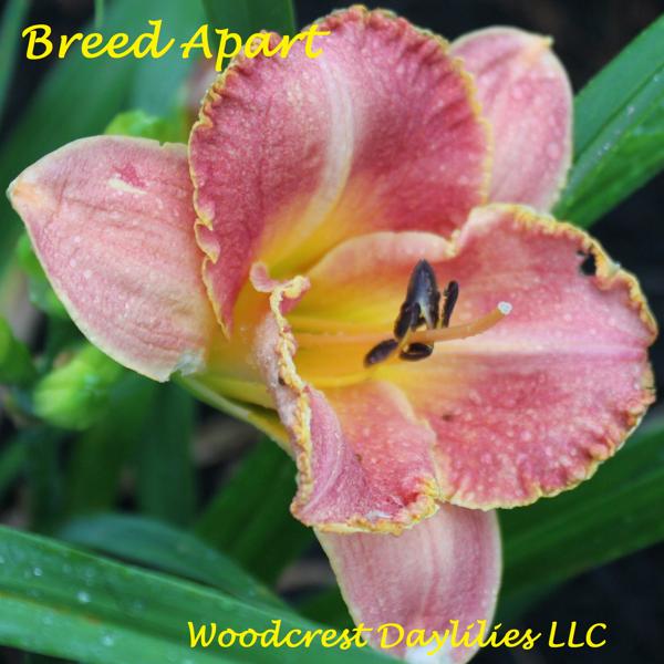 BREED APART