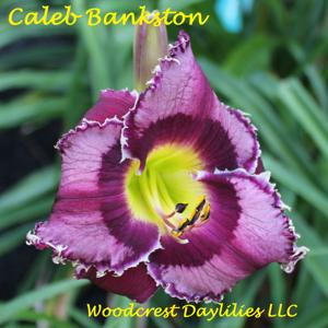 Caleb Bankston