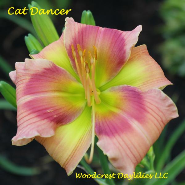 Cat Dancer