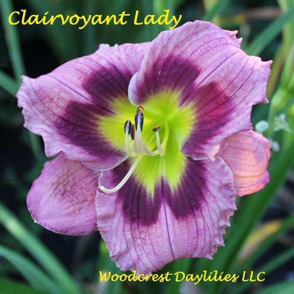 Clairvoyant Lady