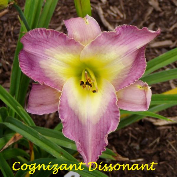 Cognizant_Dissonant