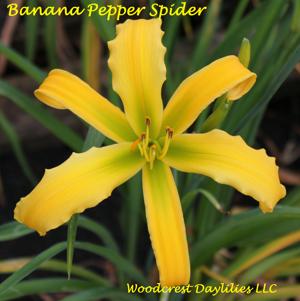 Banana Pepper Spider