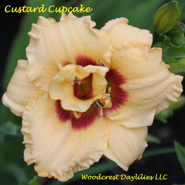 Custard Cupcake