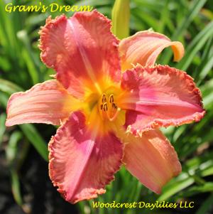 Gram's Dream*