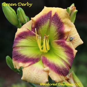 Green Derby