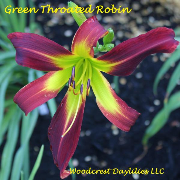Green_Throated_Robin