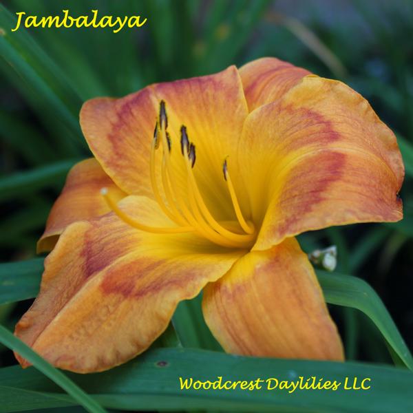 Jambalaya