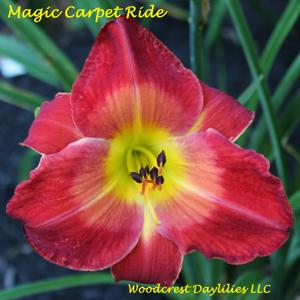 Magic Carpet Ride*