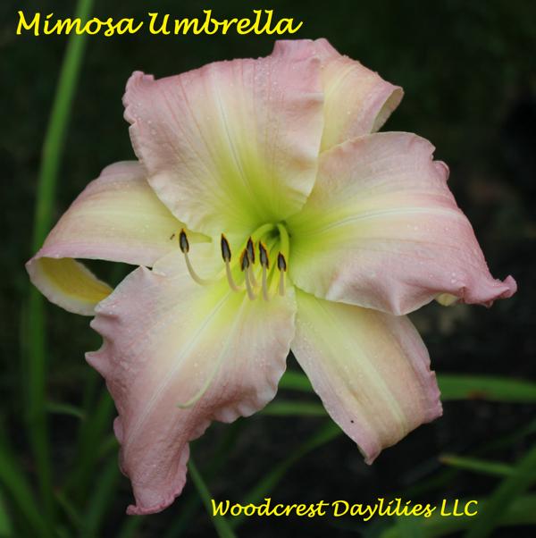 MIMOSA UMBRELLA