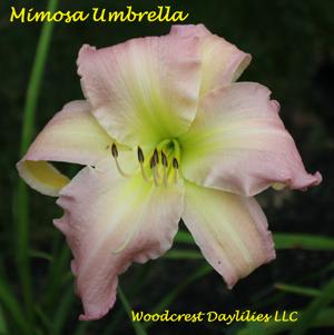 Mimosa Umbrella