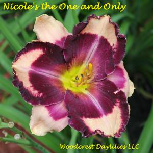 Nicole's the One and Only*