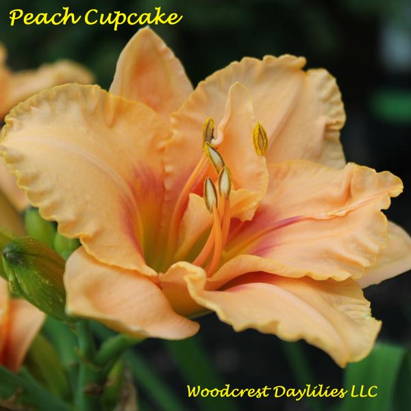 Peach_Cupcake