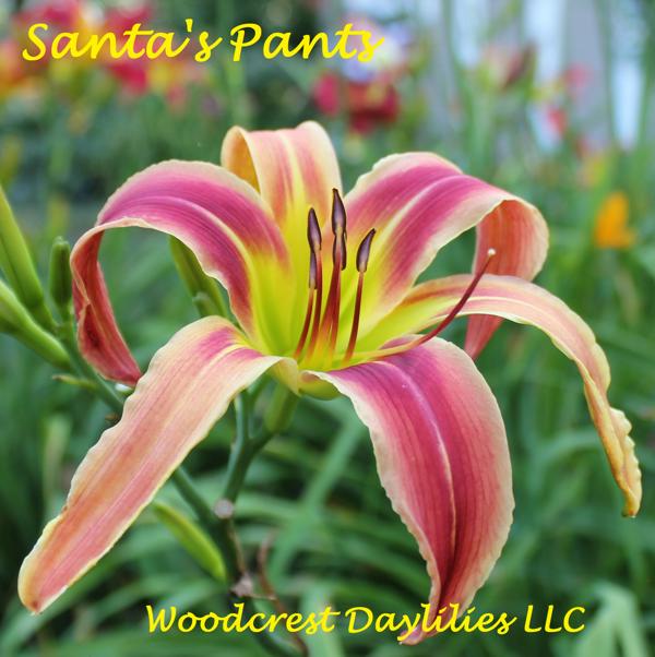 Santa's_Pants