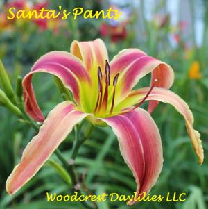 Santa's Pants