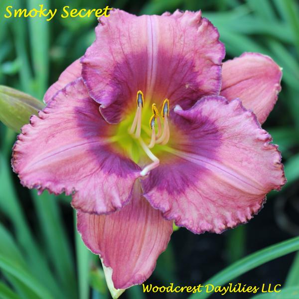 Smoky_Secret