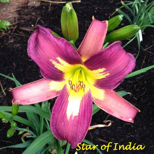 StarofIndia