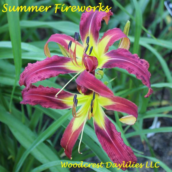 Summer_fireworks_2005