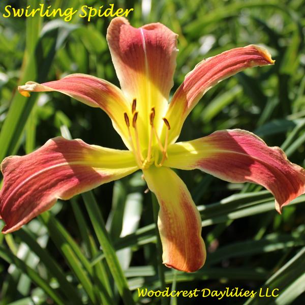swirling spider