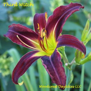 Third Witch