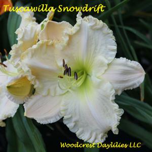 Tuscawilla Snowdrift