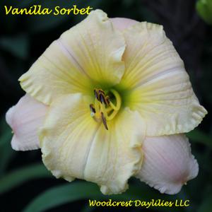 Vanilla Sorbet*