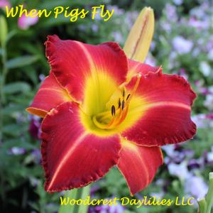 When Pigs Fly*