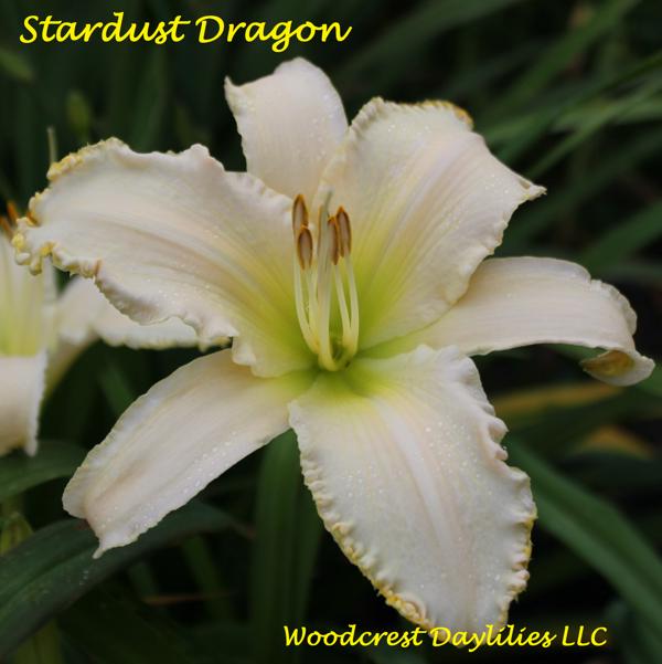Stardust Dragon
