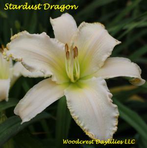 Stardust Dragon*
