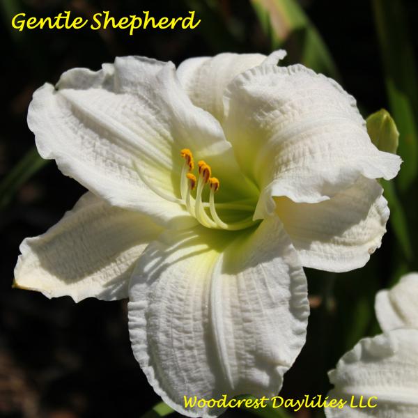 Gentle Shepherd