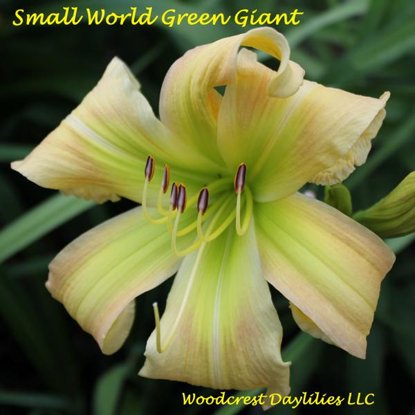 Small World Green Giant