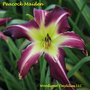 Peacock Maiden