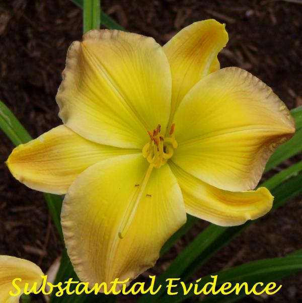 Substantial Evidence 1