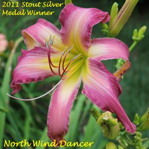North Wind Dancer - 2011 Stout Silver Medal Winner