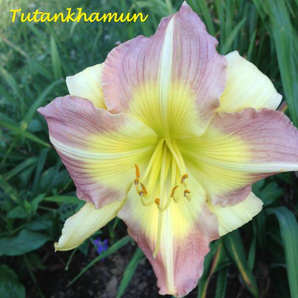 Tutankhamun (Poly)