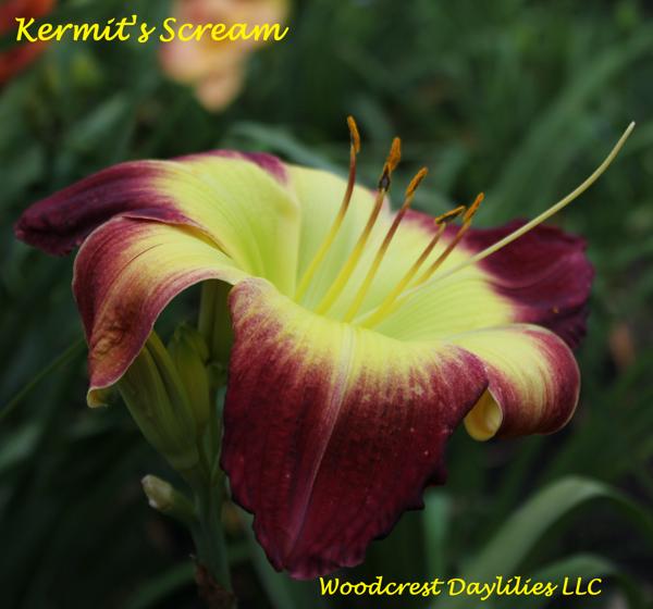 Kermit's_Scream