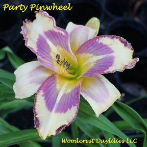 Party Pinwheel*
