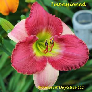 Impassioned*