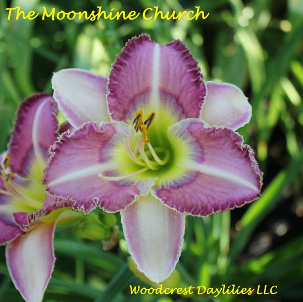 themoonshinechurch