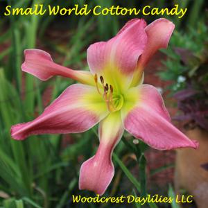 Small World Cotton Candy*